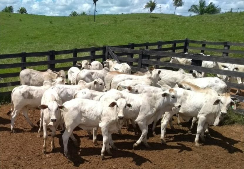 inseminação artificial bovinos