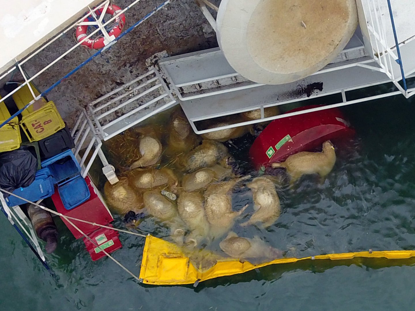 Navio Queen Hind com mais de 14 mil ovelhas naufraga na Europa