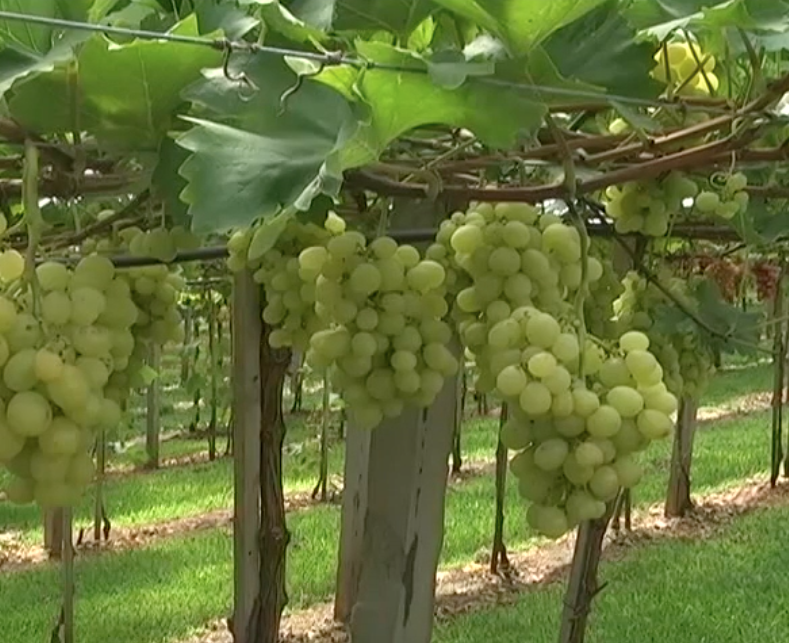 Embrapa lança cultivares de uvas mais produtivas adaptadas à região Sul