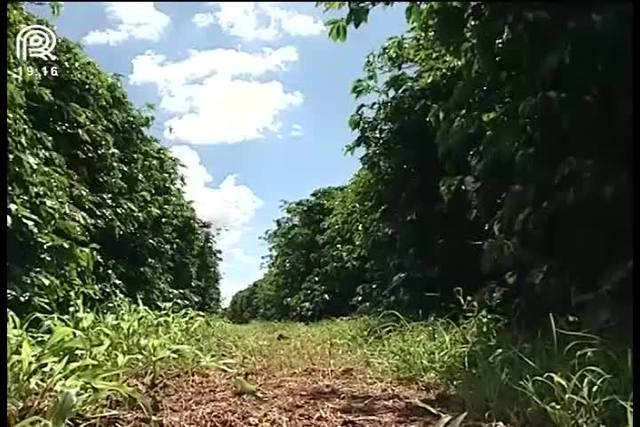 Produção do café arábica deve cair em SP e MG