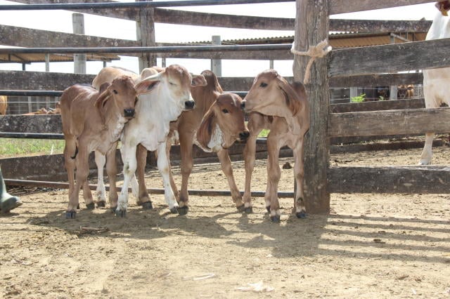 Foto: Claudio Melo/ Embrapa Recursos Genéticos e Biotecnologia