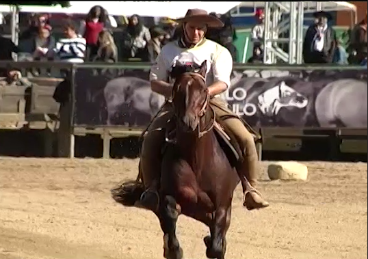 Freio de Ouro, Cavalo Crioulo