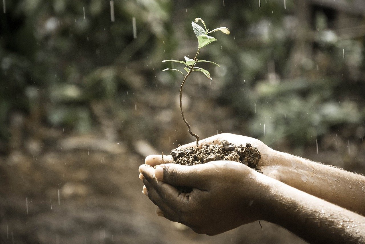 chuva planta plantinha, previsão do tempo, preservação ambiental