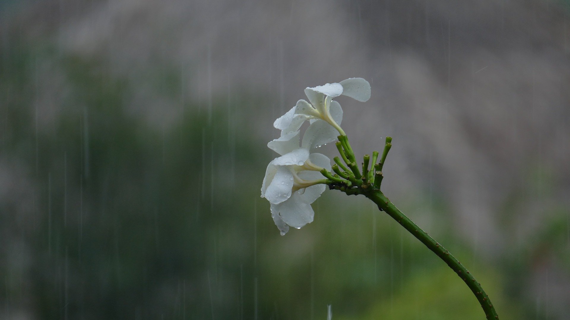 chuva, previsão