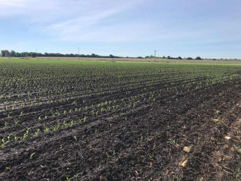 milho, safra, lavoura, EUA, Estados Unidos, plantio