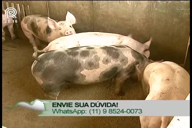 Suinocultores vão a Brasília discutir crise