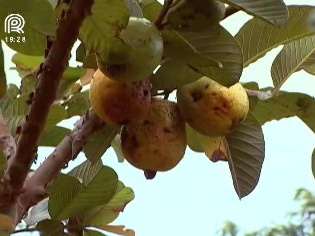 Saiba como controlar a mosca-da-fruta