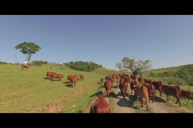 Senepol - A raça do futuro estreia no Canal Rural