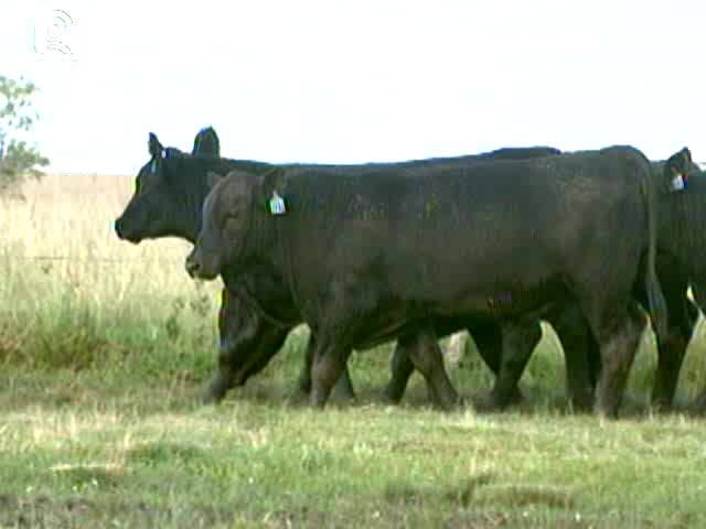 Em 6 anos, venda de sêmen de angus cresce 180%