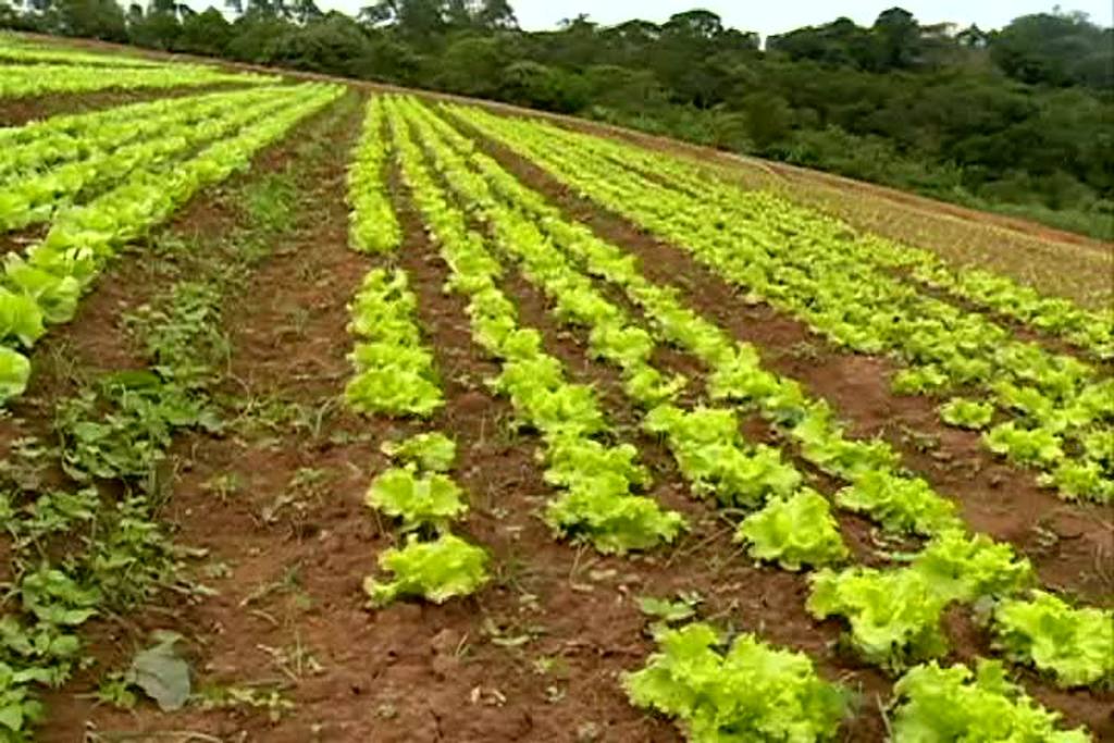 Setor de orgânicos sofre com falsificação