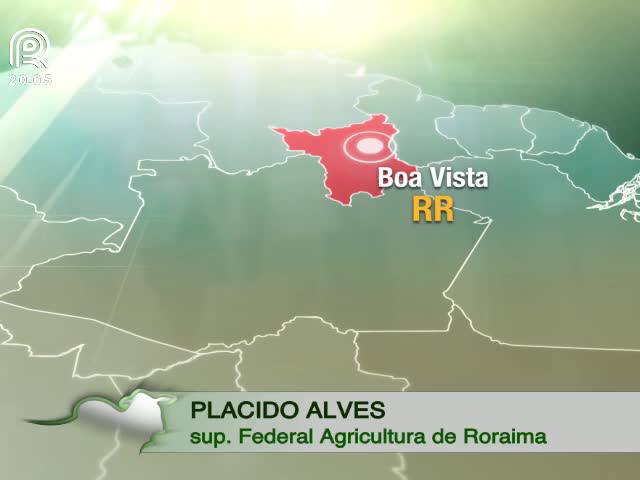 RR: áreas indígenas terão vacinação contra aftosa