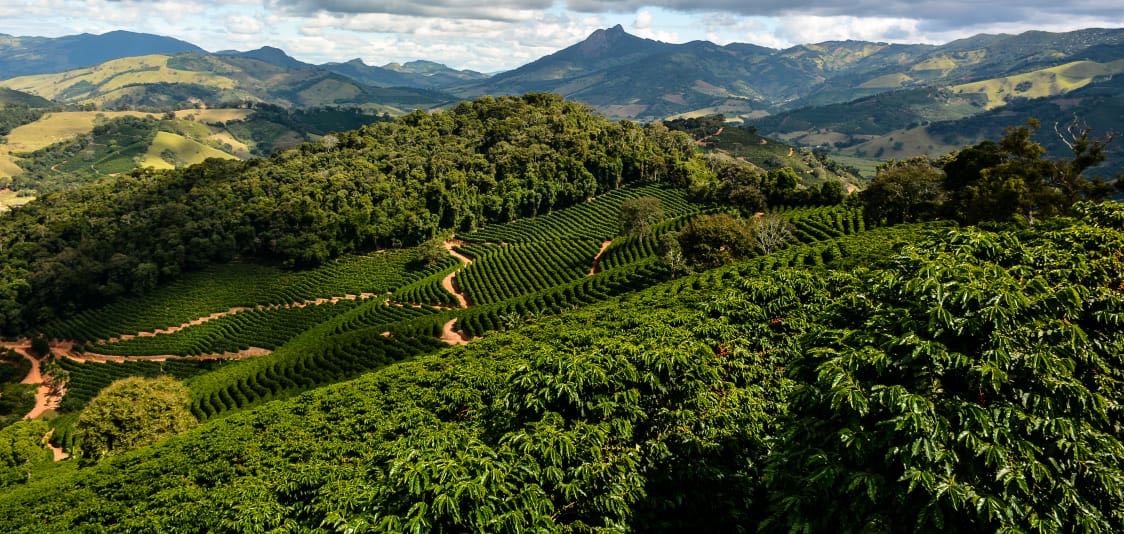 lavoura de café ao lado de área de mata nativa