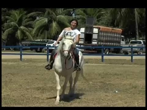 Mangalarga marchador brilha em cidades mineiras