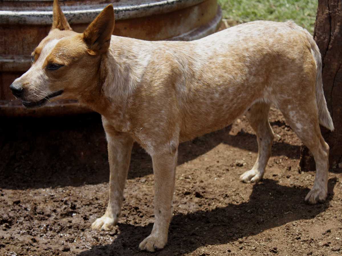 boiadeiro australiano red heeler