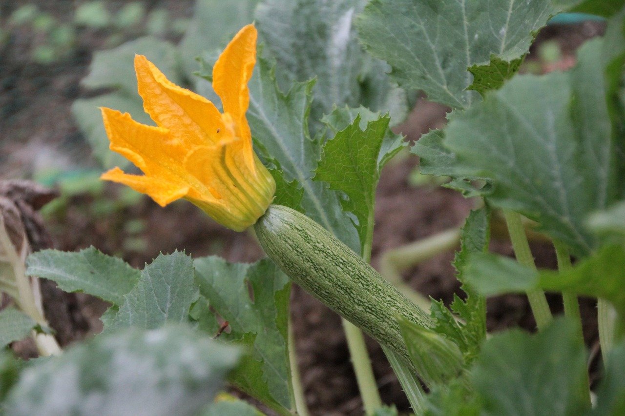 Flor de abobrinha