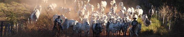 Canal Rural Na Estrada mostra como o gado é conduzido a pé por matas, rios e estradas no Pantanal