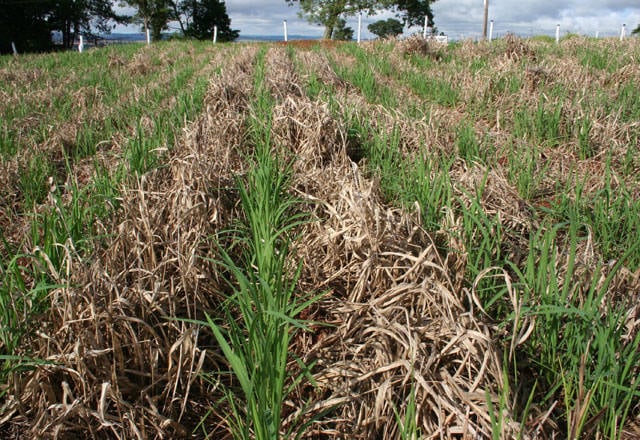 Plantio de arroz e milho está quase encerrado no Rio Grande do Sul