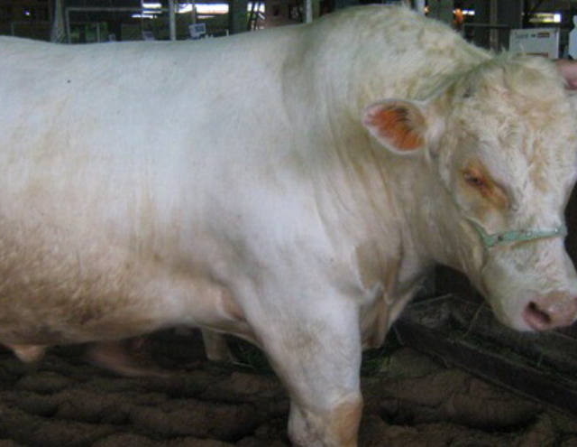 Conheça a Raça: gado charolês possui 150 mil animais registrados no país
