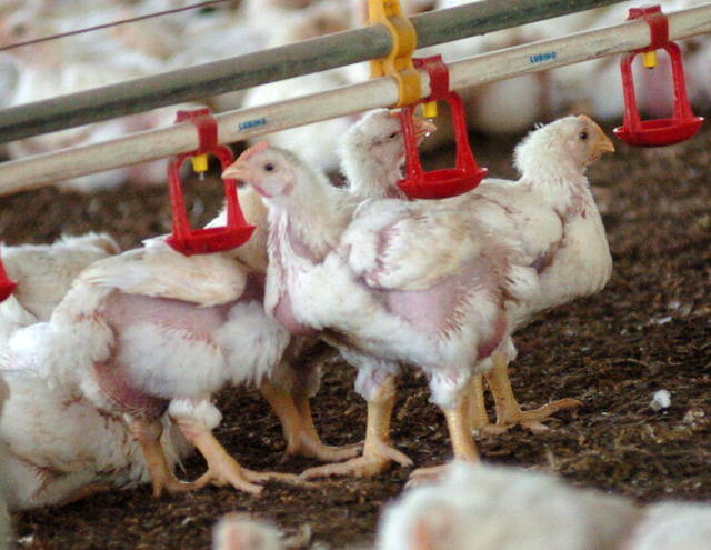 Oferta de aves cai 10% em São Paulo