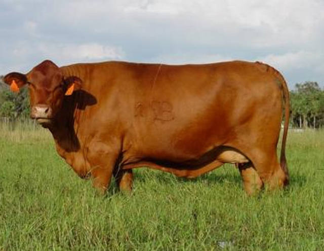 Saiba como pesar o gado sem o uso de balança