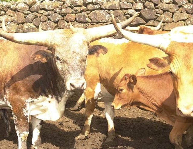 Criadores de gado franqueiro lutam por reconhecimento da raça junto ao Ministério da Agricultura