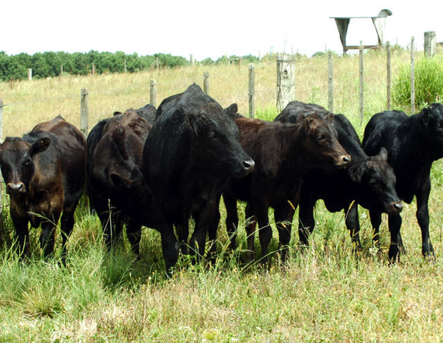 Gado da raça wagyu produz a carne mais cara do mundo