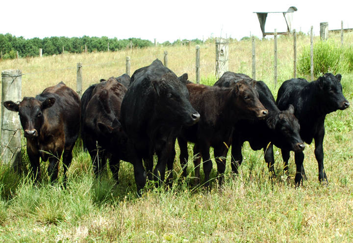 Gado da raça wagyu produz a carne mais cara do mundo