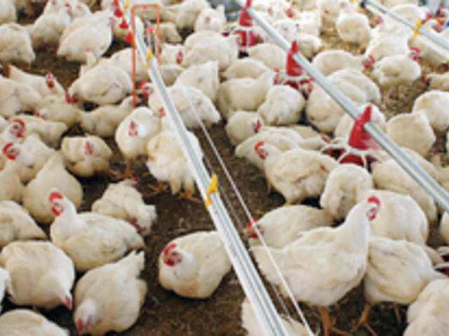 Competitividade da carne de frango aumenta frente às demais