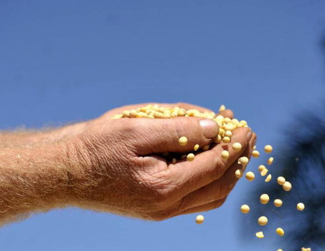 Soja: alta oferta faz comprador propor preço menor
