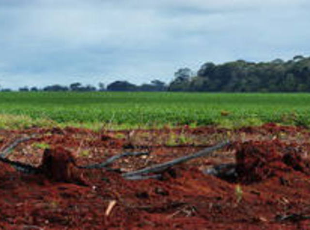 Governo recomeça articulações para aprovação do novo Código Florestal