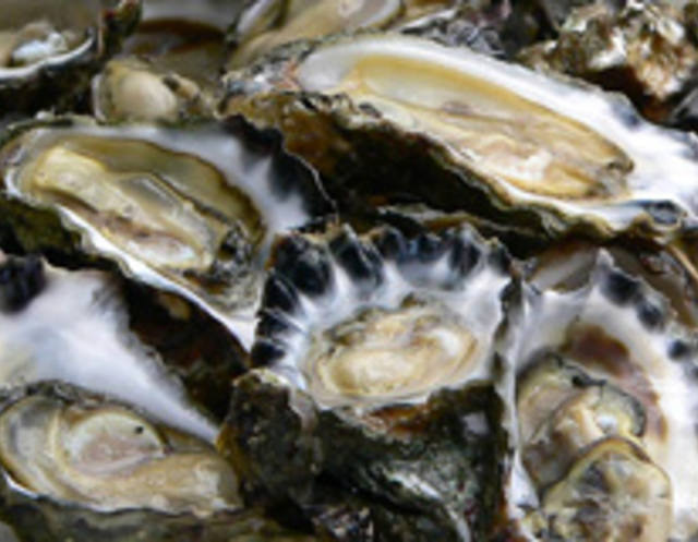 SC interdita áreas produtoras de frutos do mar