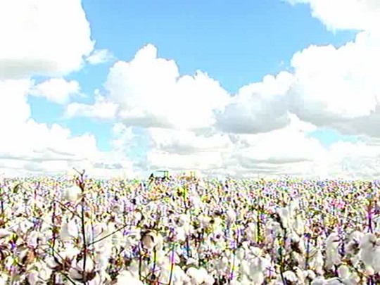 Cotonicultores buscam definições sobre a área de refúgio em Minas Gerais