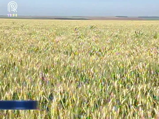 Clima e doenças nas plantações preocupam produtores de trigo de Minas Gerais