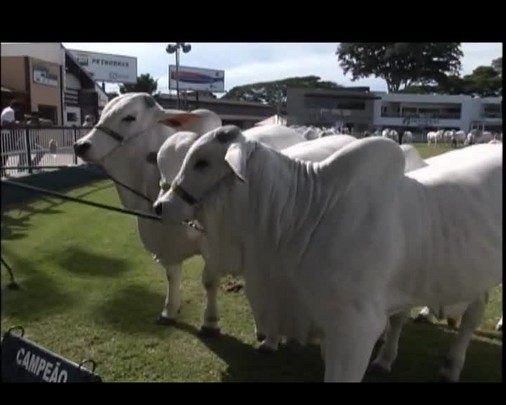 O trabalho na pista de julgamento da Expozebu começou neste domingo