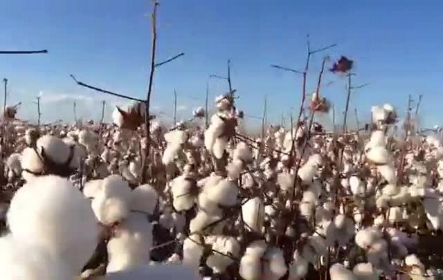 Vlog 27 – Campos de algodão