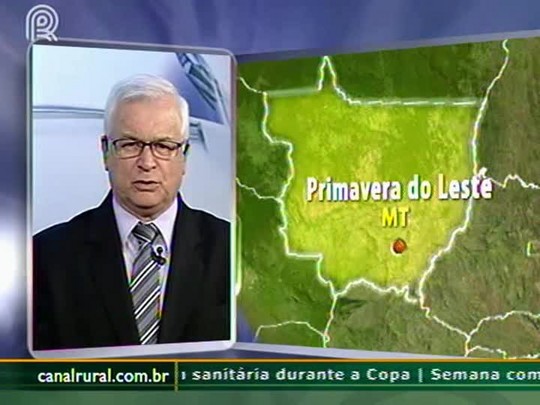 Bicudo é uma praga tão perigosa para o algodão quanto a helicoverpa