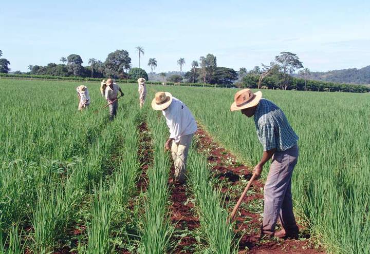 agricultores