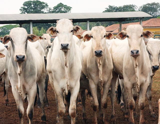 Baixa oferta sustenta preços da arroba do boi gordo