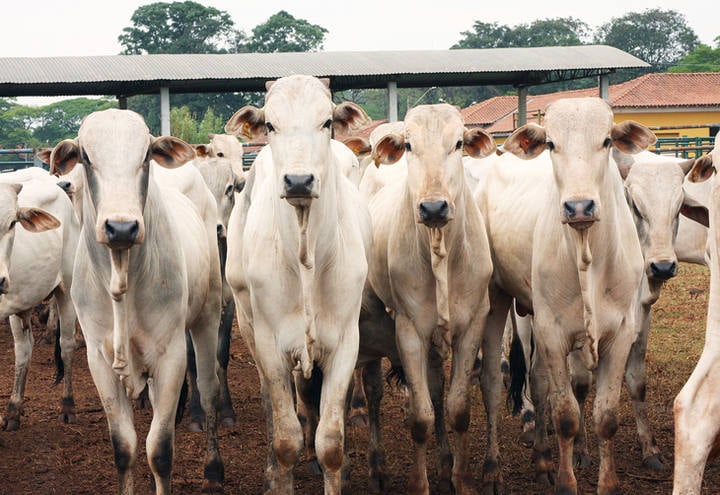 Baixa oferta sustenta preços da arroba do boi gordo