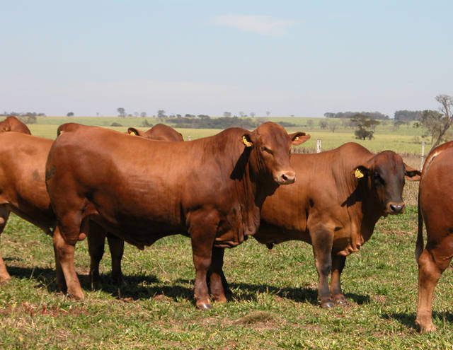 Fonte: Divulgação/Canal Rural