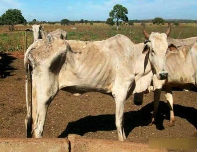 Saiba quais os sintomas e tratamento para tripanossomose bovina