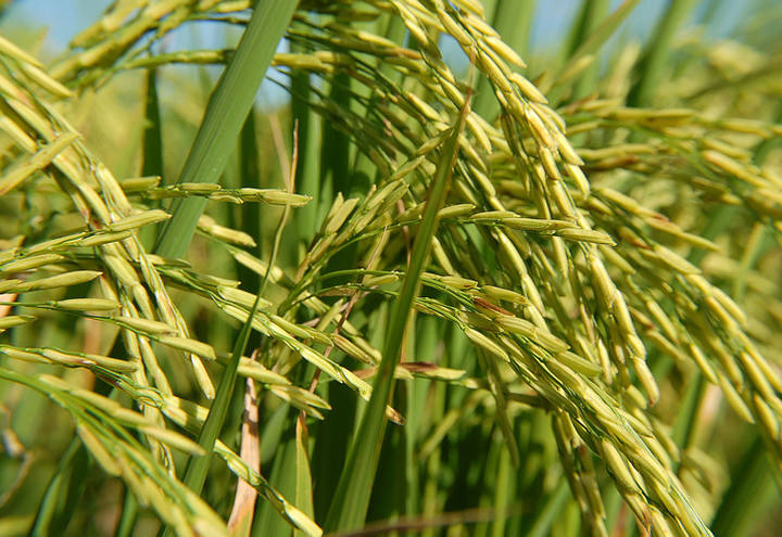 Indicador do arroz atinge recorde nominal