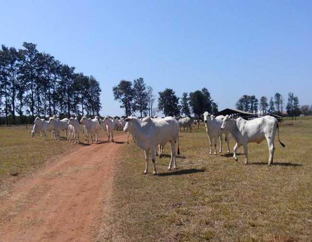 ‘Terra deixou de ser o valor mais importante na produtividade’