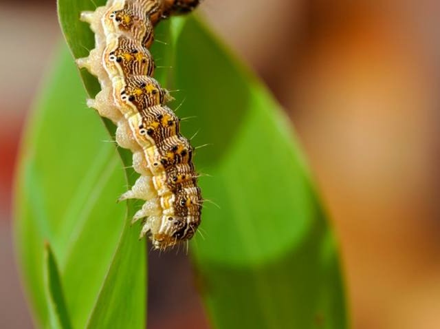 Fonte: Embrapa/divulgação