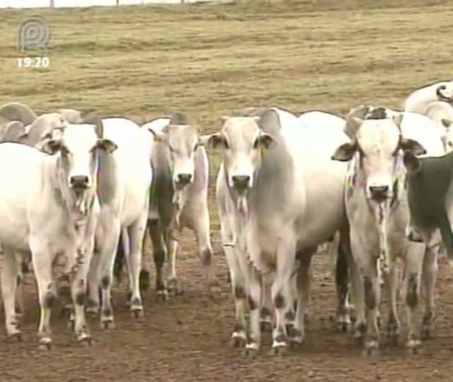Mercado do boi gordo inicia semana em alta, aponta Scot
