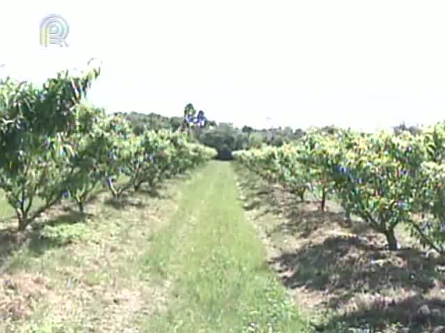 Clima favorece o desenvolvimento do pêssego no Rio Grande do Sul