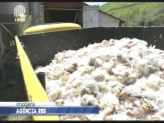 Calor e problemas de distribuição de energia elétrica causam morte de aves na região central do RS