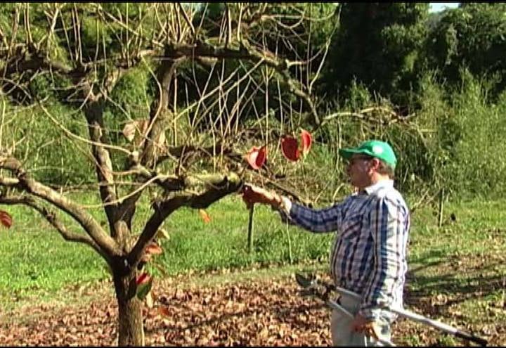 Saiba quais são os caminhos para melhorar a política de crédito e seguro agrícola