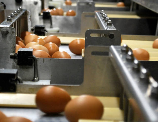 Demanda aquecida e pouca oferta elevam preço do ovo
