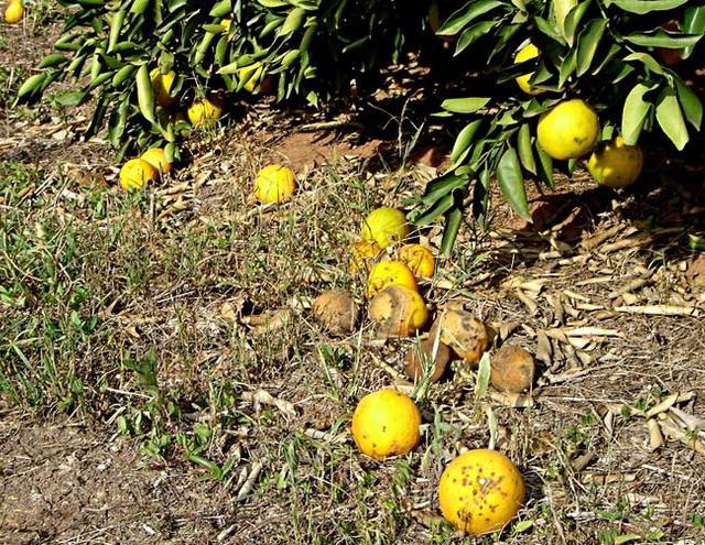 Experiência mostra que manejo pode controlar cancro cítrico